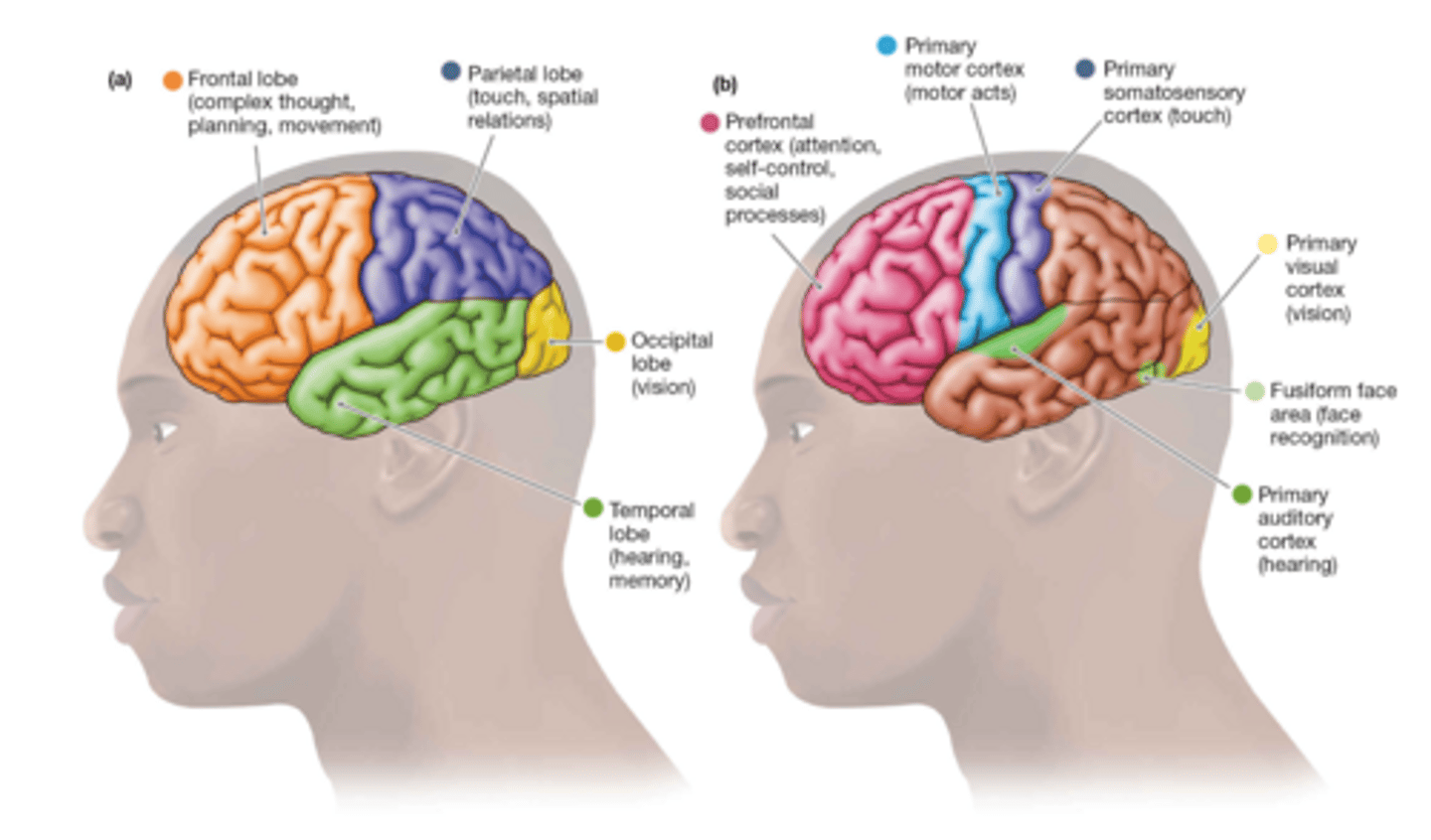 <p>motor cortex</p>
