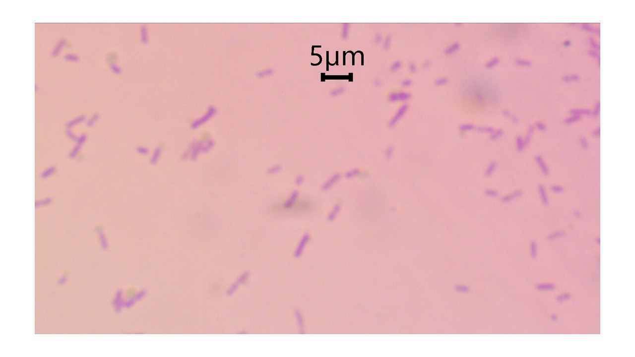 <p>Gram positive</p>