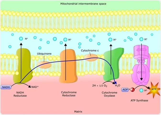 <p>proteins that transport electrons</p>