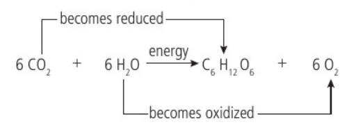 <p>Carbon dioxide + water —light→ glucose + oxygen</p><p></p><p>To convert carbon dioxide (CO2, 1 carbon : 2 oxygens) into glucose (C6H12O6, 1 carbon : 2 hydrogens : 1 oxygen), half of the oxygen must therefore be removed and hydrogen must be added. The hydrogen is obtained by splitting water molecules into hydrogen and oxygen with the presence of light (photons) for energy (photolysis) (12H2O → 24H + 6O2). Half the hydrogen atoms become part of a glucose molecule and the other half are used to reduce carbon dioxide (remove one oxygen atoms from carbon dioxide and convert it to water) and form glucose (6CO2 + 24H → C6H12O6 + 6H2O)</p>