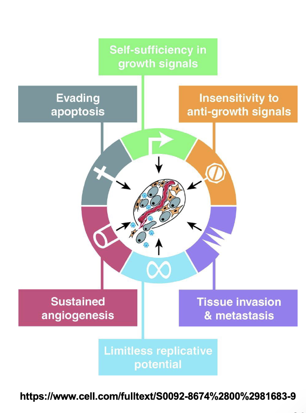 <p>Cancer is MALIGNANT growth caused by UNCONTROLLED cell division and is caused by altered EXPRESSION of multiple genes due to MUTATIONS (polygenic disease) </p><p>→ Cells don’t go in the CHECKPOINT </p><p>→ cancer = when cell division isn’t REGULATED </p><p>→ Gain of function = GO signal </p><p>→ Loss of function = Broken breaks </p>