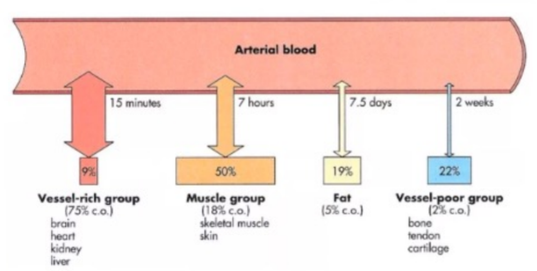 <ul><li><p>Drugs with high lipid solubility will accumulate in fat, but distribution to this compartment is slow due to poor blood supply.</p></li></ul><p></p>