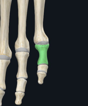 <p>What bone is this (general)</p>