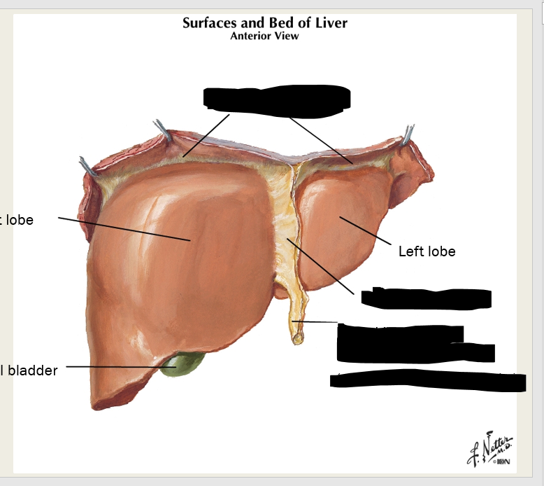 <p>label these three ligaments<br></p>