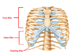 <p>True Vs False Ribs</p>