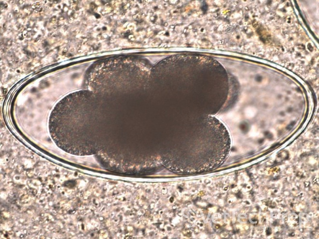 <p>what parasite is this?</p><p>what kind of parasite is this?</p>