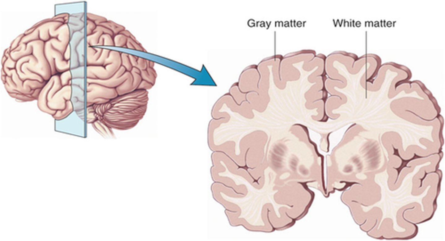 <p>Cerebral Cortex (gray matter),</p><p>Cerebral Medulla (white matter),</p><p>Basal Nuclei</p>
