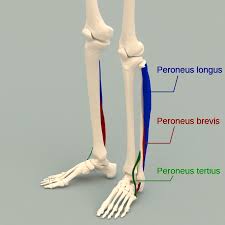 <ul><li><p>Action: Everts teh foot, plantar flexes the foot</p></li><li><p>Innervation: Superficial fibular</p></li><li><p>Origin: N/A</p></li><li><p>Insertion: N/A</p></li></ul><p></p>