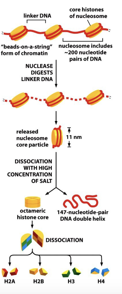 <ul><li><p>Histones from an octamer (8 monomers) w/ 2 of each histone: H2A, H2B, H3, and H4 all joined together in a cylindrical structure with a positively charged amino acid to interact w/ DNA and form a nucleosome </p></li></ul><p></p>