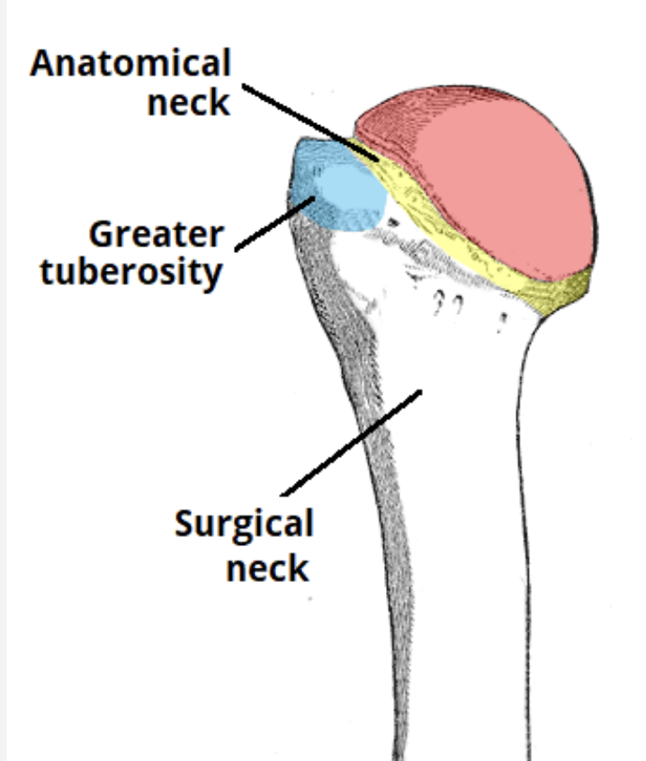 <p>Oblong raised prominence, usually site for muscle attachment</p>