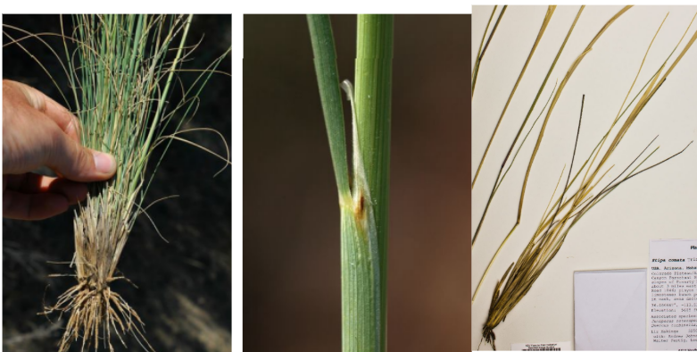 <p>Bunch grass with narrow blades, prominent venation and a long membranous ligule</p>