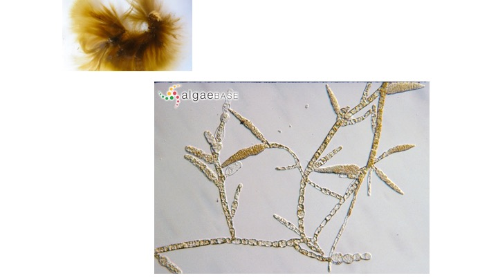 <p><span><span>To what Order does this specimen belong?</span></span></p><p><span><span>Ectocarpales</span></span></p><p><span><span>Lamimariales</span></span></p><p><span><span>Dictyotales</span></span></p><p><span><span>Fucales</span></span></p>