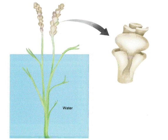 <p>Classe extinta de plantas vasculares produtoras de esporos.</p><p><span>Possui </span>esporângios<span> laterais, reniformes, ramificados dicotomicamente, crescendo nas pontas por desenrolamento. Alguns possuíam </span>ramos<span> lisos, outros possuíam ramos cobertos por pequenos </span>espinhos<span>.</span></p><p><span>Eram, em sua maioria, </span>plantas<span> homosporadas.</span></p>