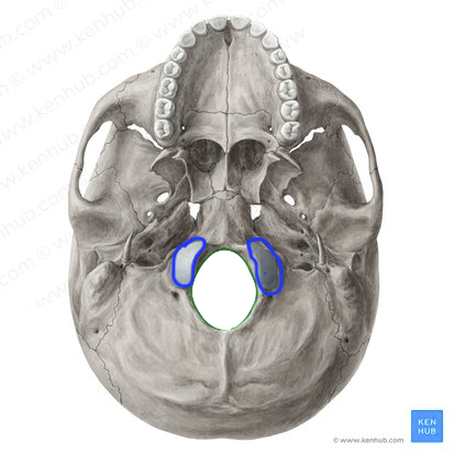 Rockers on cervical vertebra 1 around the foramen magnum