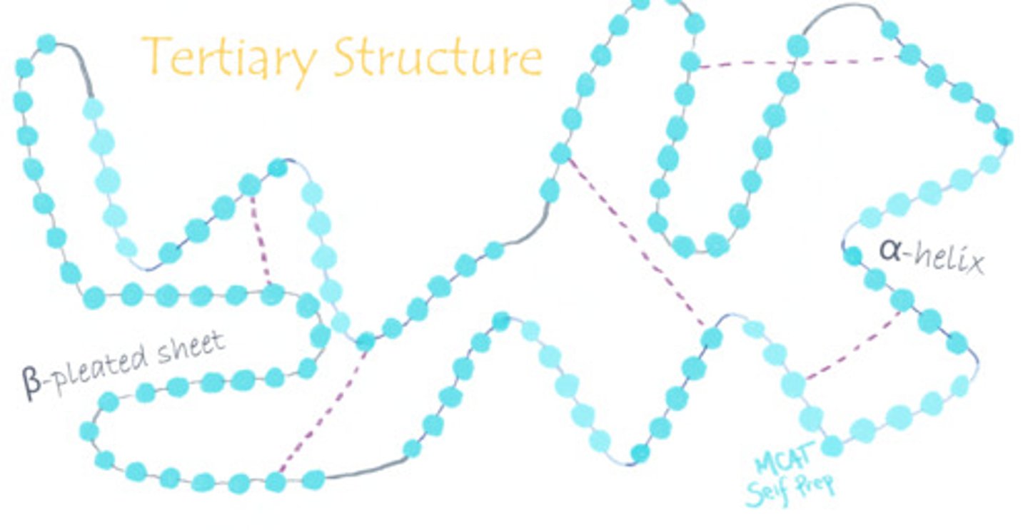 <p>Tertiary structure refers to a higher order of folding within a polypeptide chain or the many different folds within a polypeptide. It depends on distant group interactions.</p><p>Struggling with the one-letter abbreviations, three-letter abbreviations, structures, and the essential properties of Amino Acids? Learn how to conquer any Amino Acid MCAT question using Andrew's Amino Acid Mastery Course @ https://mcatselfprep.com/course/andrews-amino-acid-mastery-course/</p>