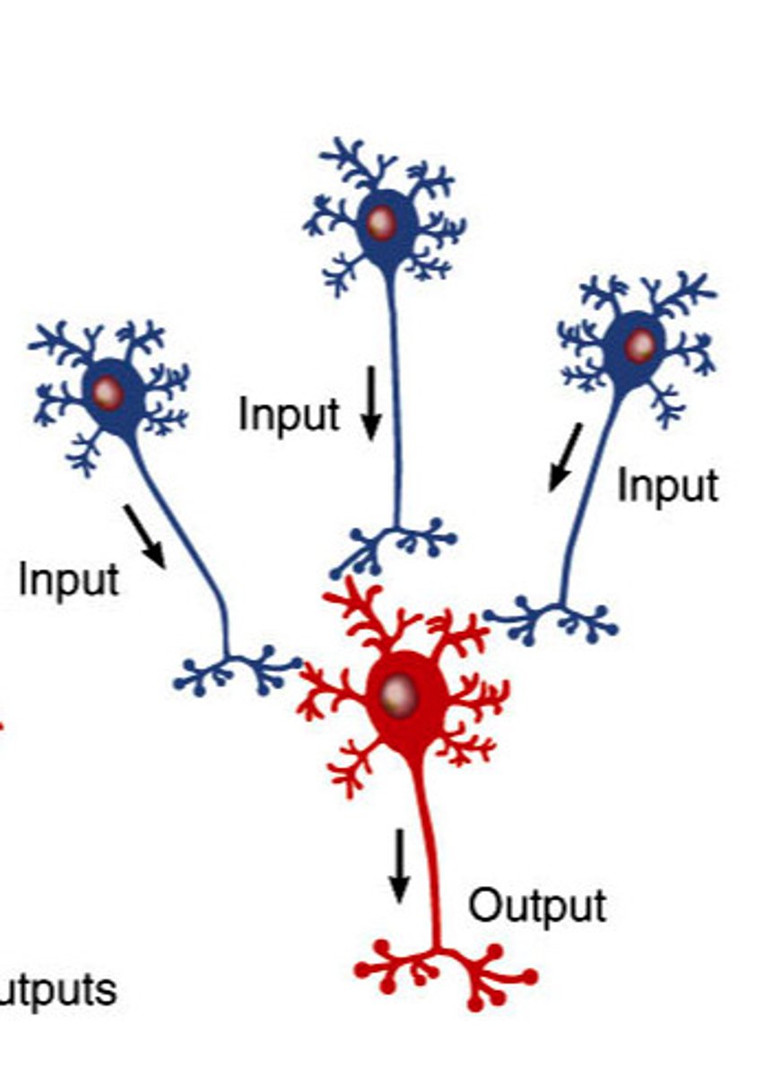 <p>inputs from many sources are converged into one output, affecting just one neuron or a neuron pool.</p>
