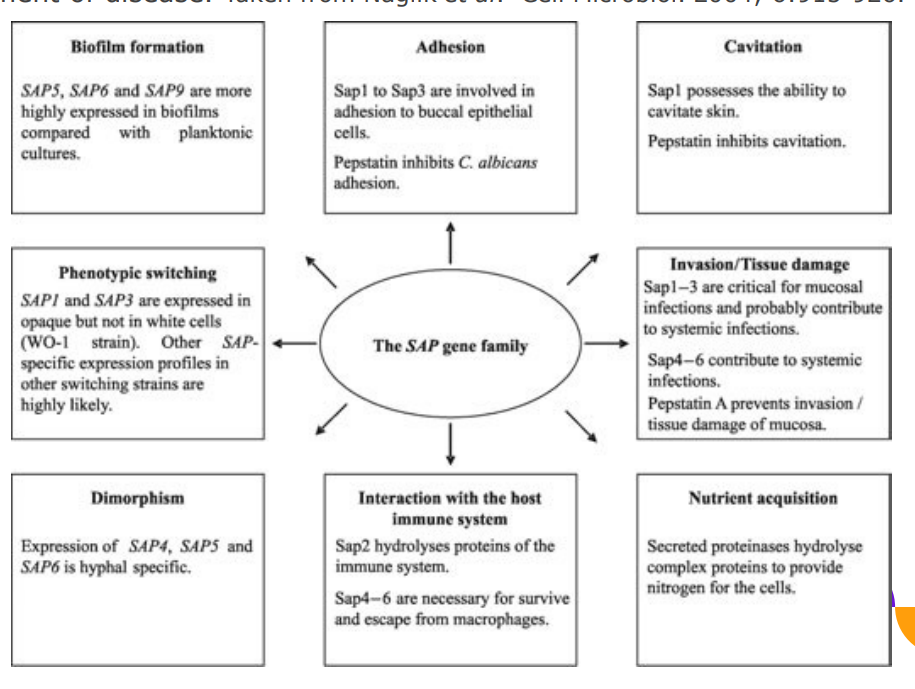 <p>Secretory aspartyl proteses (SAPs) have roles in <strong>adherence, invasion and development of disease.</strong></p><p><strong><em>can turn on different proteases depending on what theyre doing </em></strong></p>