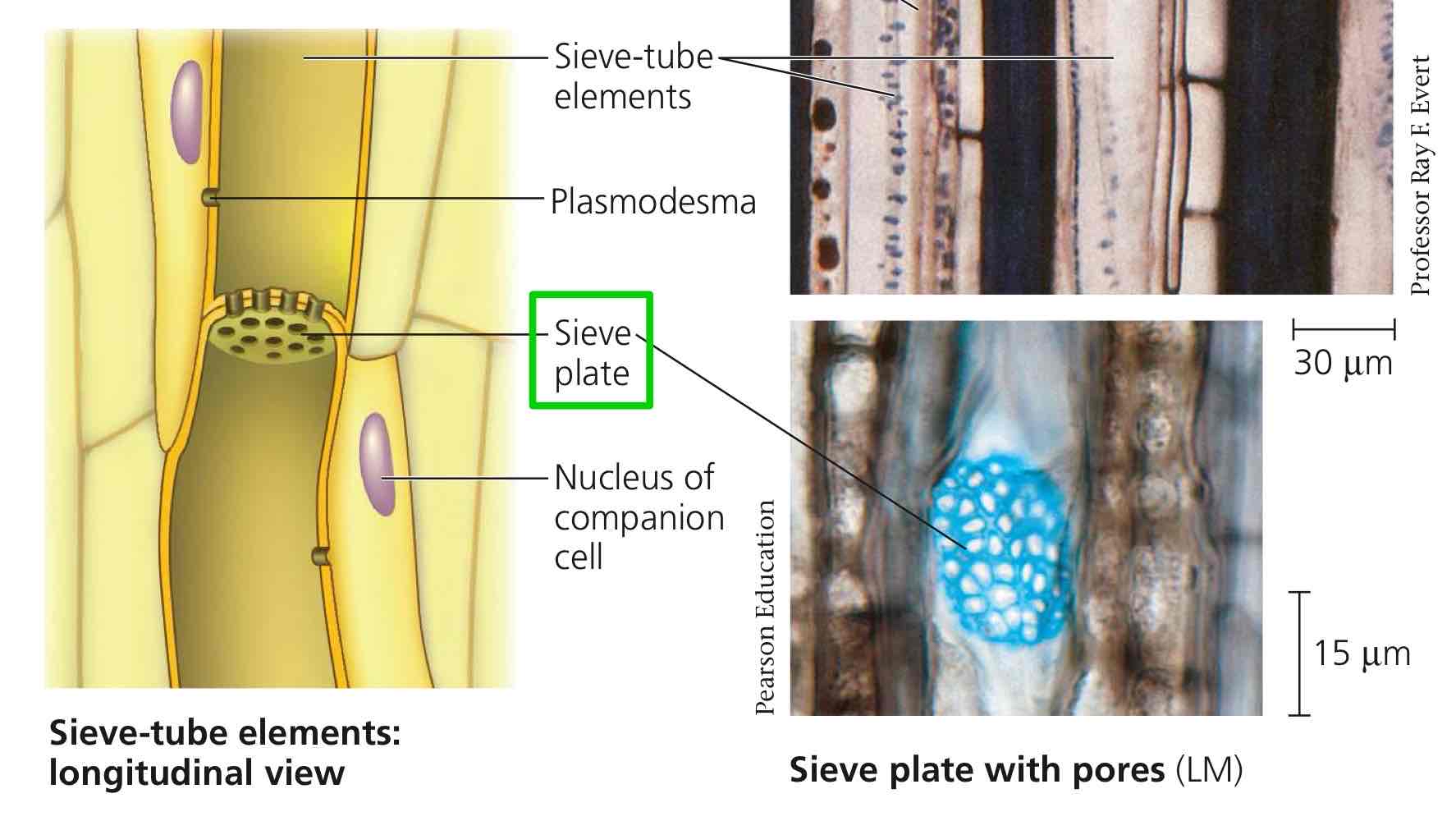 <p>Porous walls between sieve-tube elements aiding in traffic through sieve tube elements.</p>