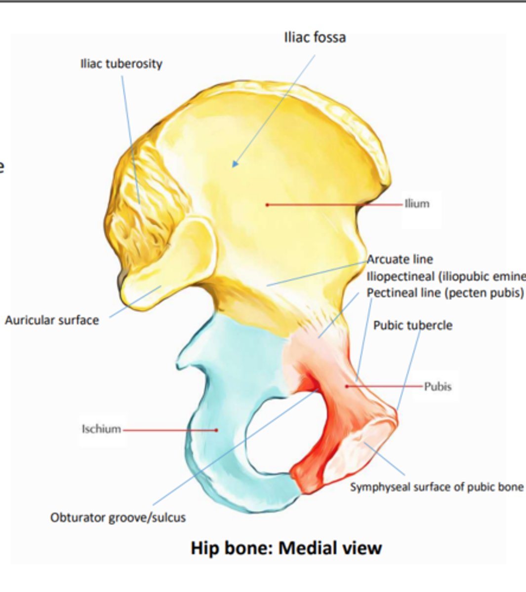 <p>what are the two Sacropelvic surface of ilium?</p>