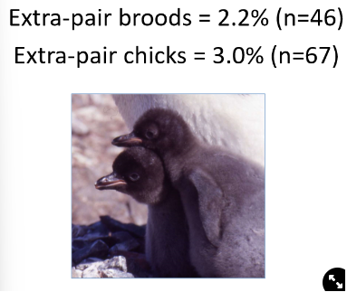 <ul><li><p>m→ collected blood samples from pairs and their offspring and then used DNA fingerprinting to work out the paternity</p></li><li><p>r→ only 3% of chicks in the population were fathered by the extra pair male</p></li></ul>