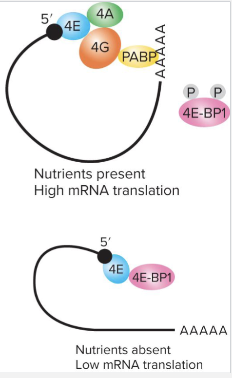 <ul><li><p>Control of translation often occurs at initiation</p><ul><li><p>Small subunit of ribosome recognizes a complex structure around 5’ cap</p></li><li><p>eIFG protein binds to poly-A binding protein (PABP) at poly-A tail to circularize mRNA</p></li></ul></li><li><p>Example Regulation: </p><ul><li><p>4E-BP1 binds to initiation elF4E, blocks initiation</p></li><li><p>Presence of nutrients and growth factors in environment leads to phosphorylation of 4E-BP1, preventing association</p></li></ul></li></ul><p></p>