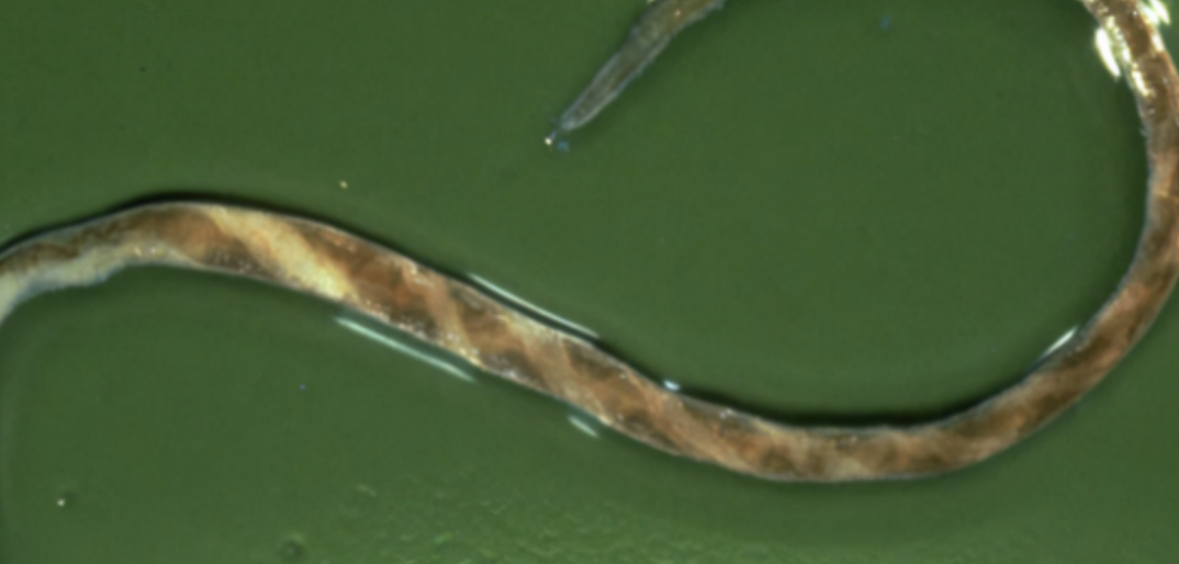 <p>haemonchus contortus--> goats are generally more susceptible than sheep or cattle</p>