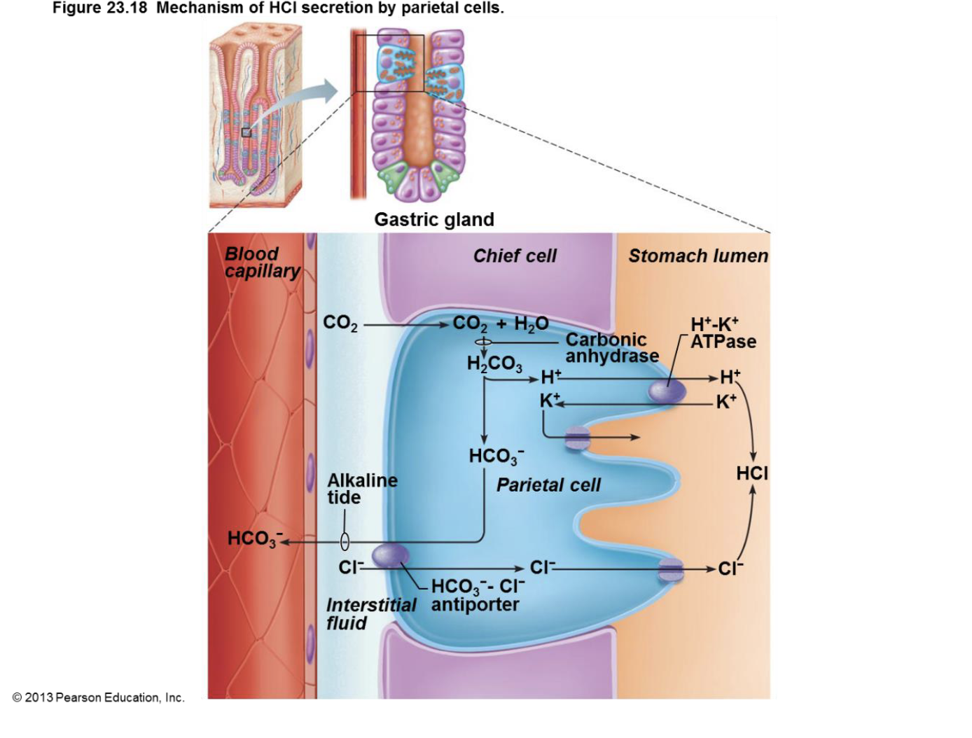 <p>Here's a simplified explanation of the mechanism of HCl secretion by parietal cells, in bullet points:</p><p>*   Carbon dioxide (CO2) and water (H2O) combine inside the parietal cell.</p><p>*   This reaction is catalyzed by carbonic anhydrase, forming carbonic acid (H2CO3).</p><p>*   Carbonic acid dissociates into bicarbonate (HCO3-) and hydrogen ions (H+).</p><p>*   Bicarbonate is exchanged for chloride ions (Cl-) across the basolateral membrane.</p><p>*   Hydrogen ions are pumped into the stomach lumen via H+/K+ ATPase.</p><p>*   Chloride ions move into the stomach lumen through channels.</p><p>*   The combination of H+ and Cl- forms hydrochloric acid (HCl) in the stomach.</p>
