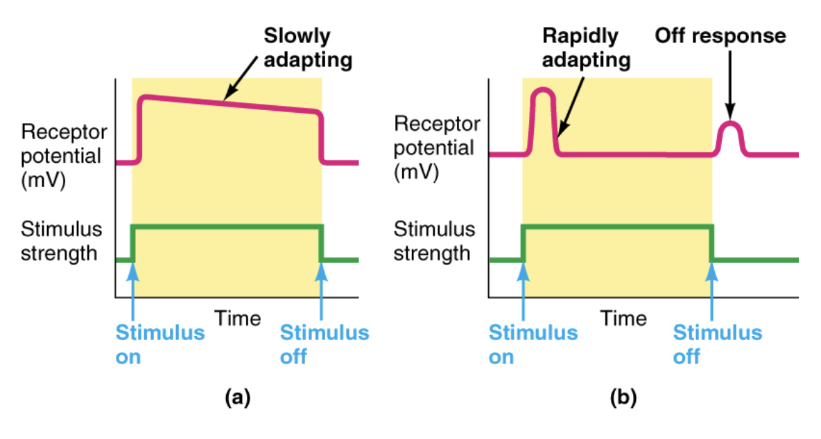 <p> Receptors may adapt slowly or rapidly to sustained stimulation</p><p>  <strong>   – Tonic receptors</strong></p><p>           • Do not adapt at all or adapt slowly</p><p>                  – Muscle stretch receptors, joint proprioceptors</p><p>     <strong>– Phasic receptors</strong></p><p>           • Rapidly adapting receptors</p><p>                  – Tactile receptors in skin</p>