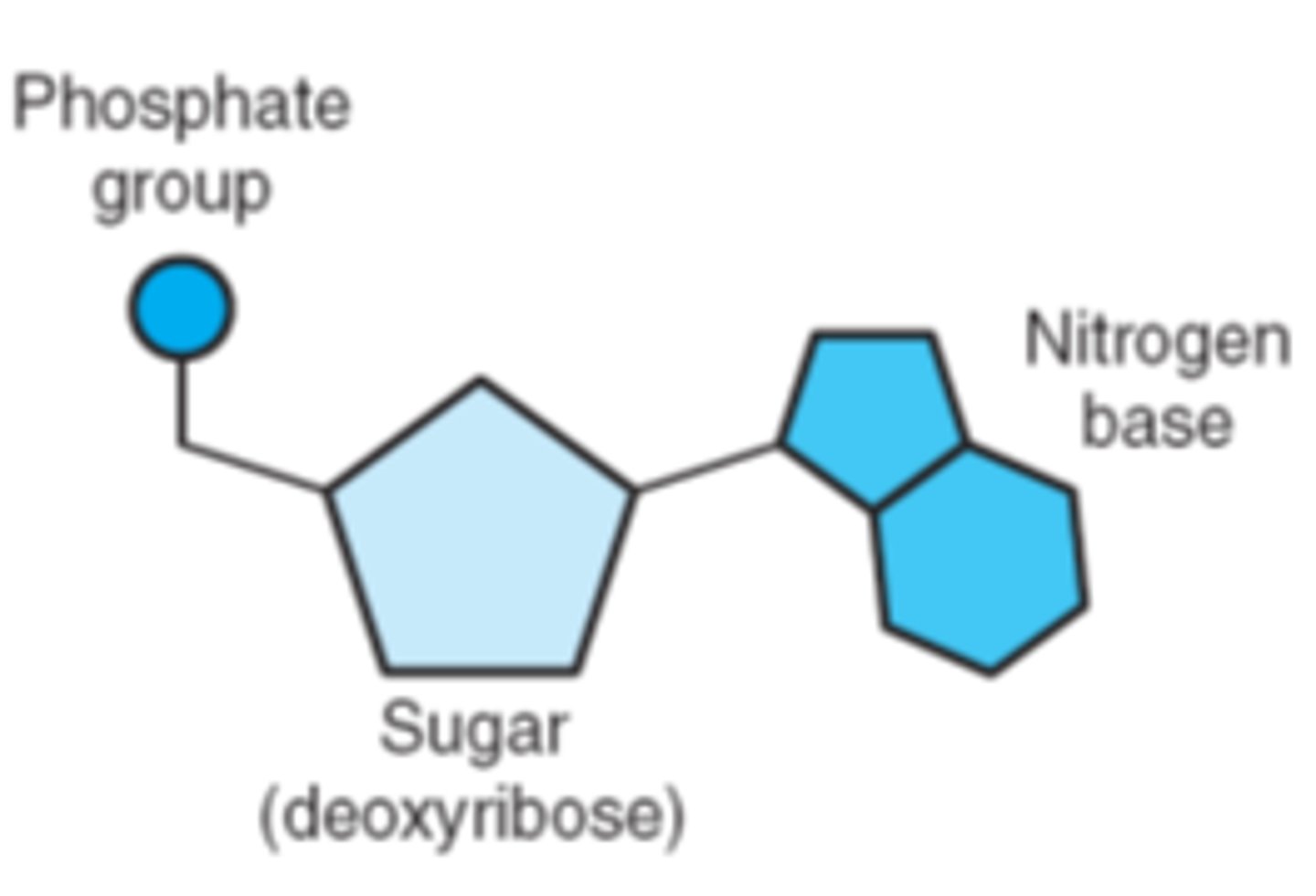 <p>-Phosphate</p><p>-Deoxyribose sugar</p><p>-Nitrogen base</p>