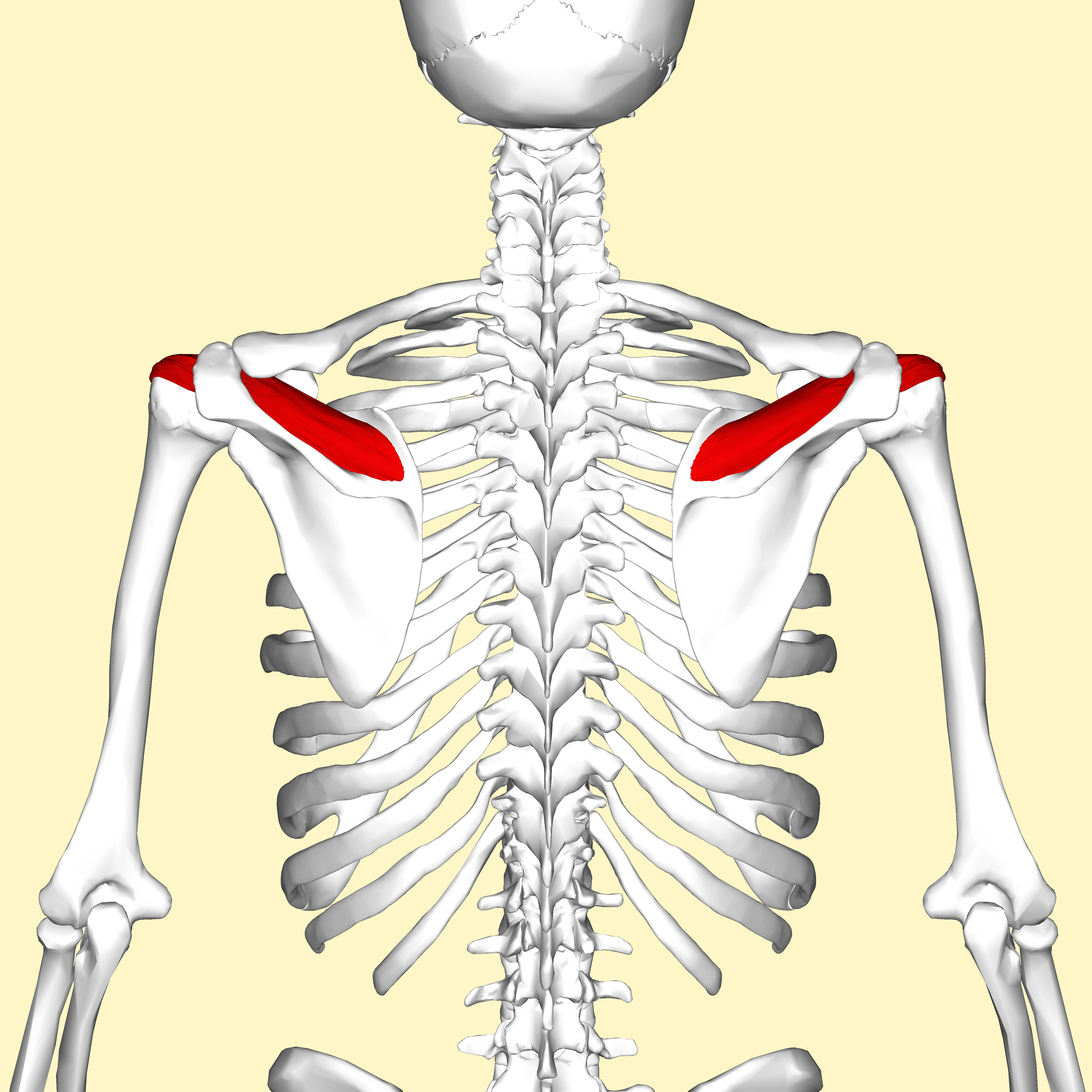 <p>origin: superspinous fossa</p><p>insertion: greater tubercle of humerus </p><p>action: 2, lateral rotation and abduction</p>