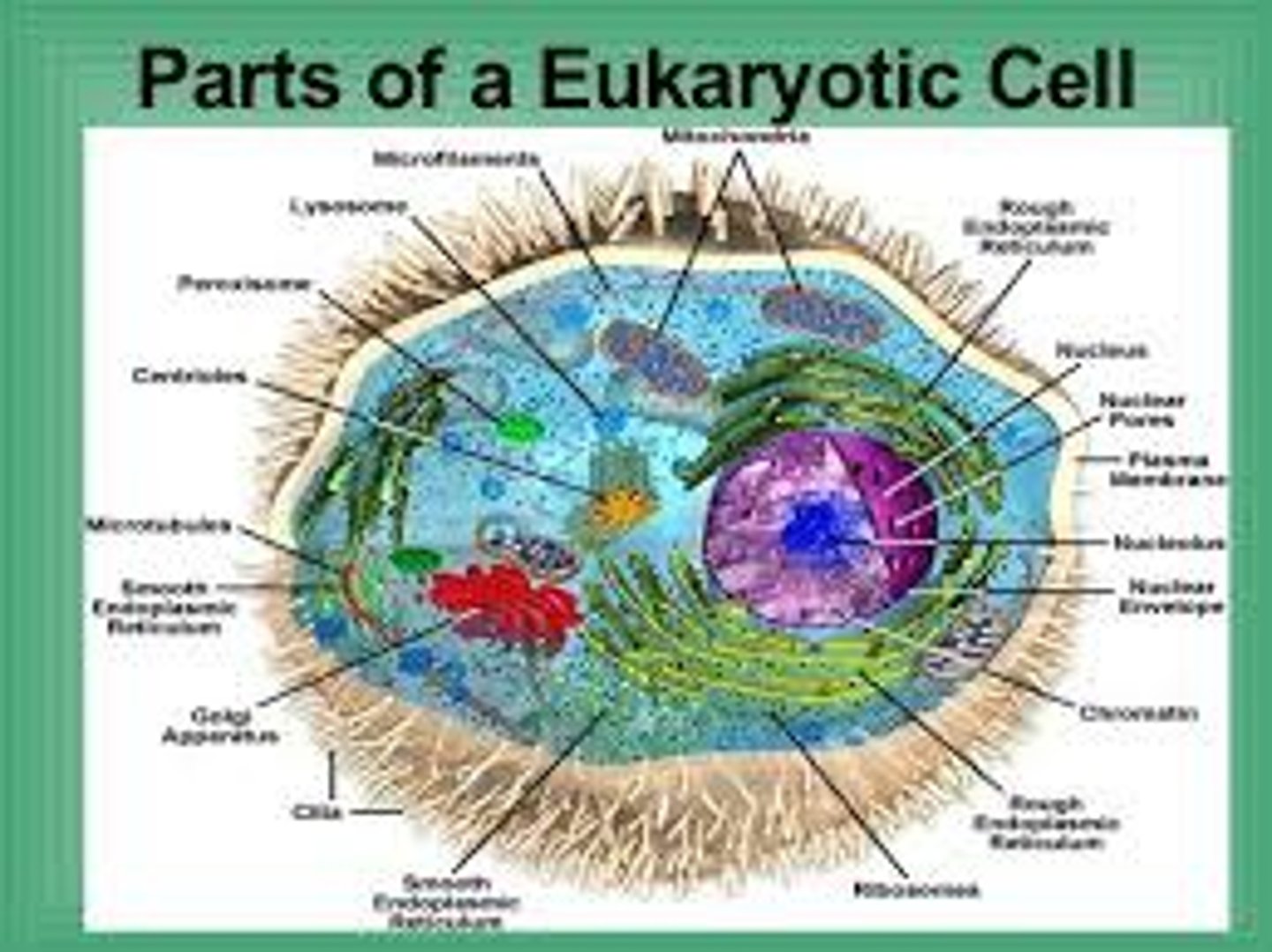 <p>Cells with a nucleus and organized membrane-bound organelles EUkaryotes have a TRUE nucleus</p>