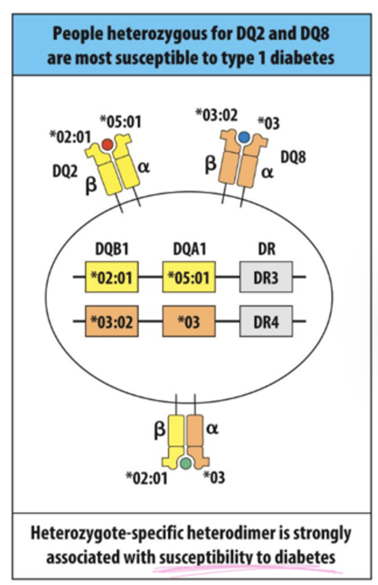 <p>A: HLA is the most important genetic factor, accounting for ~50% of genetic predisposition, with susceptibility running in families and certain populations (including Caucasians)</p>