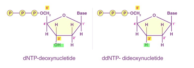 <p> The ddNTPs are fluorescently labeled for detection</p><p>Each base is labeled differently </p><p>Lack the 3'-OH group required for the formation of a phosphodiester bond between two nucleotides</p>