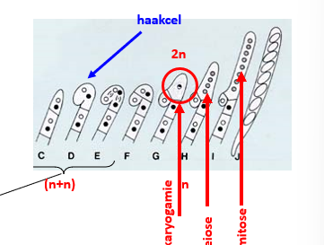 <ul><li><p>meercellige hyfen met septe (eenvoudige poriën)</p></li><li><p>ongeslachtelijke voortplanting (via afsnoering, exosporen)</p></li><li><p>geslachtelijke voortplanting</p><ul><li><p>ascosporen na meiose (langwerpige ascus)</p></li><li><p>na meiose vaak nog extra mitose (8 sporen) </p></li><li><p>steriele hyfen, ascogene hyfen en asci vormen grote of kleine vruchtichamen</p></li><li><p>haplo(di)plont</p></li></ul></li></ul><p>—» vormt een haak en dupliceert nog eens en dan ontwikeld het tot 8 sporen</p><p></p>