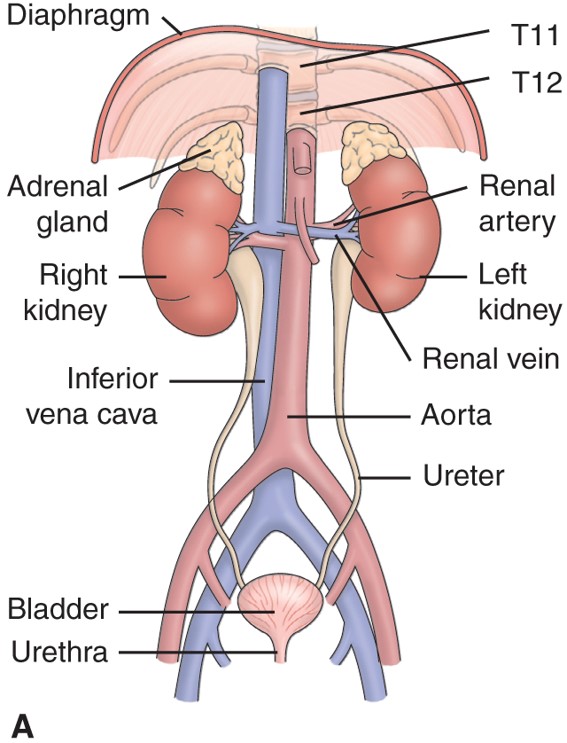 <p>Anatomy Structures: </p>