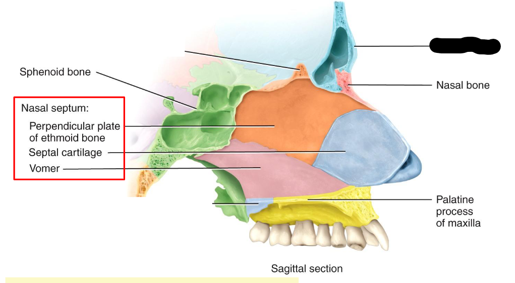 <p>What structure is this within the<strong> Nasal Cavity?</strong></p>