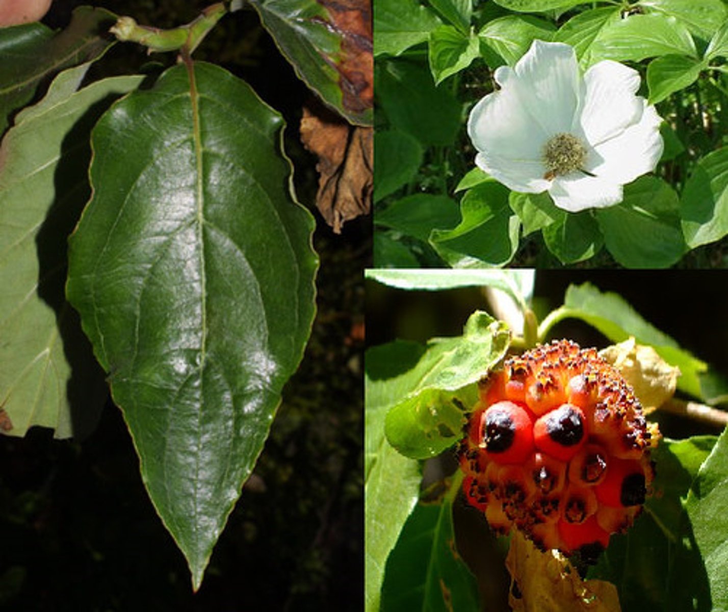 <p>opposite arrangement, ovate with wavy leaf margins. fruit is a bright red drupe</p>
