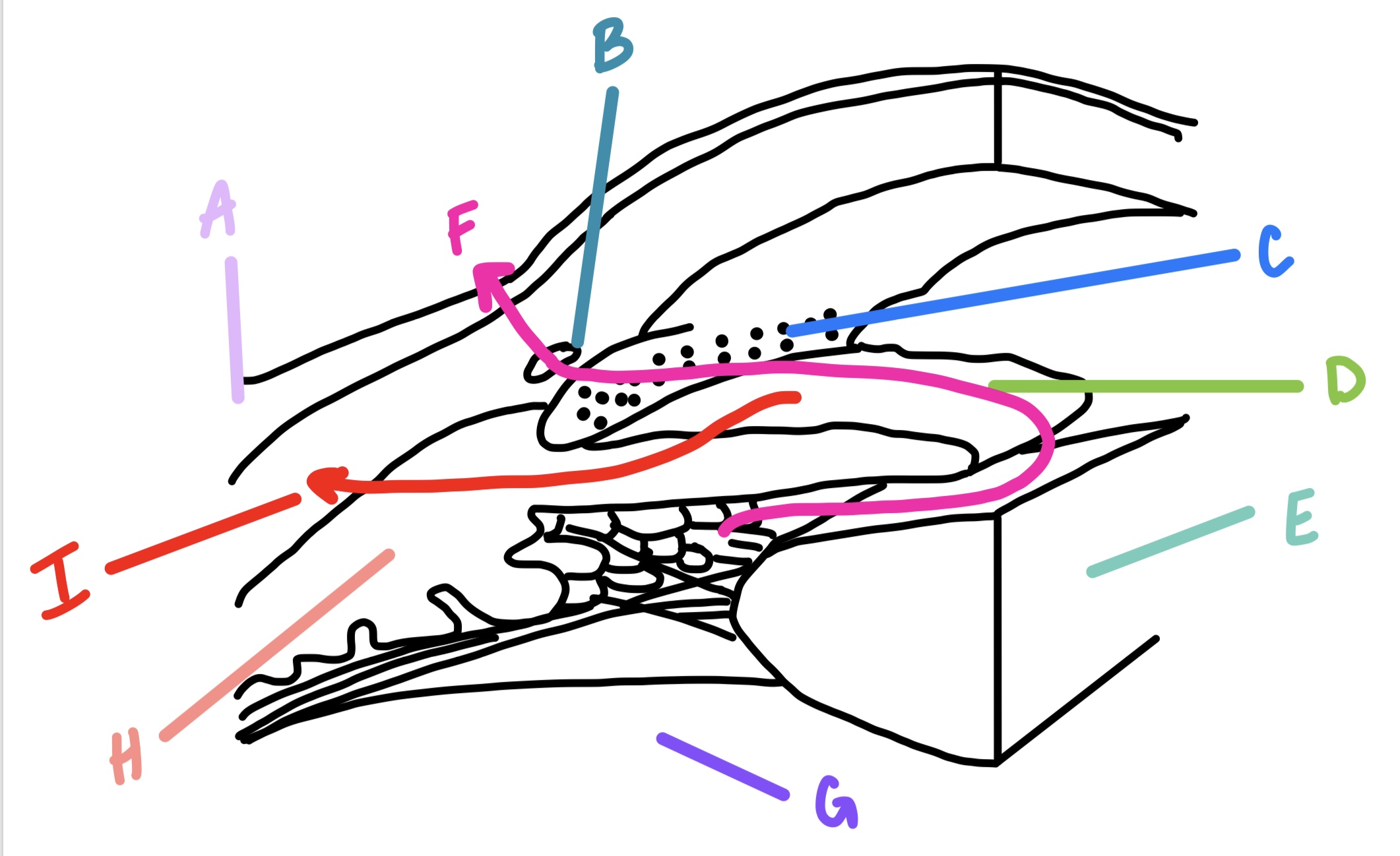 <p>flow pattern of aqueous humor where it passes through spaces of uveal meshwork; less than 40% of outflow</p><p><strong>I</strong></p>