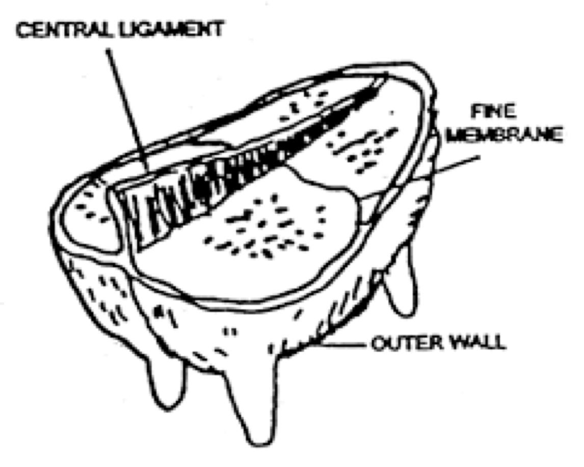 <p>The mammary gland is divided into how many regions?</p>