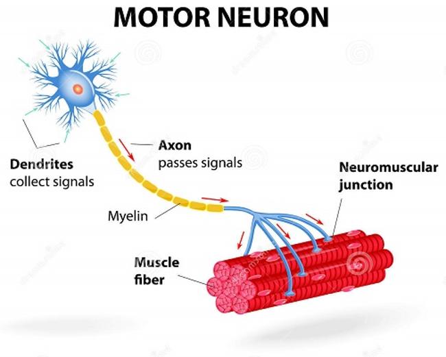 <p>the functional unit of a muscle, consisting of a single motor neuron and all the muscle fibers it innervates</p>
