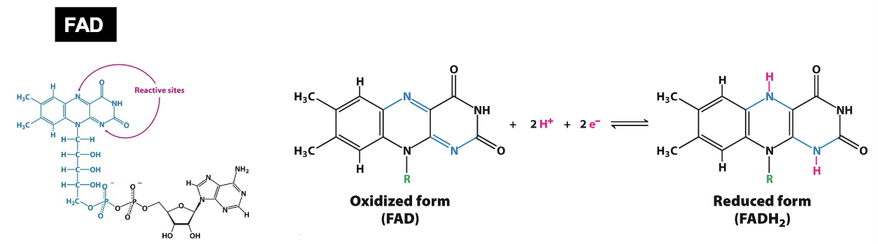 <p>FADH<sub>2</sub> is a “reducing power” form of useful energy:</p><ul><li><p>Activated carrier</p></li><li><p>Serves as a two electron acceptor for dehydrogenases and oxidoreductases</p></li><li><p>It generally has less reductive power than NAD<sup>+</sup></p></li><li><p>FAD (flavin adenine dinucleotide) is tightly (often covalently) bound to enzymes (“flavoproteins'“)</p></li><li><p>Vitamin→ Riboflavin (B<sub>2</sub>)</p></li><li><p>Coenzyme→ Flavin adenine dinucleotide (FAD)</p></li><li><p>Typical reaction type→ Oxidation-reduction</p></li><li><p>Consequences of deficiency→ Cheilosis and angular stomatitis (lesions of the mouth), dermatitis</p></li></ul><p></p>