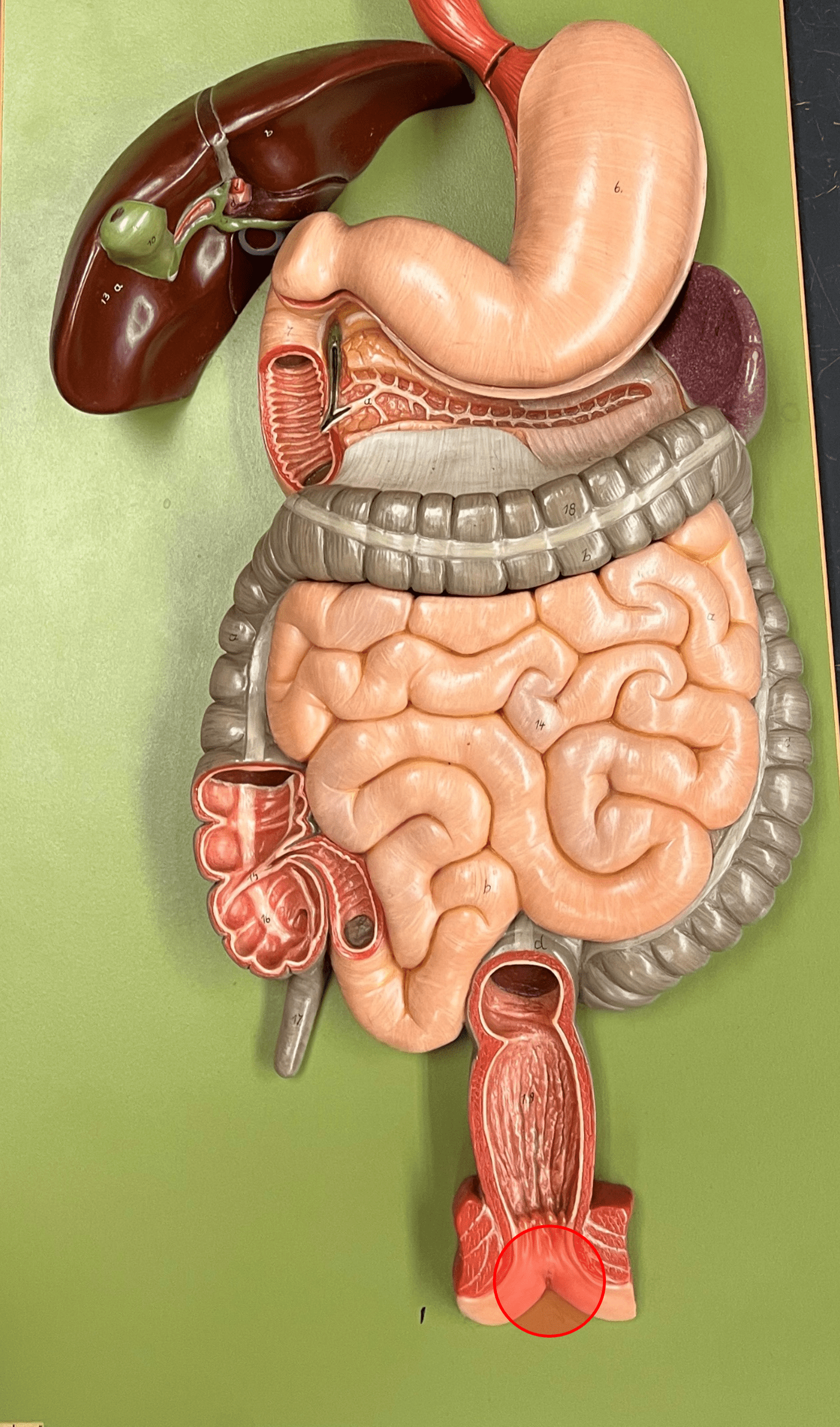 • The opening of the rectum into the exterior.

• Bordered by internal and external sphincters of smooth and skeletal muscle.