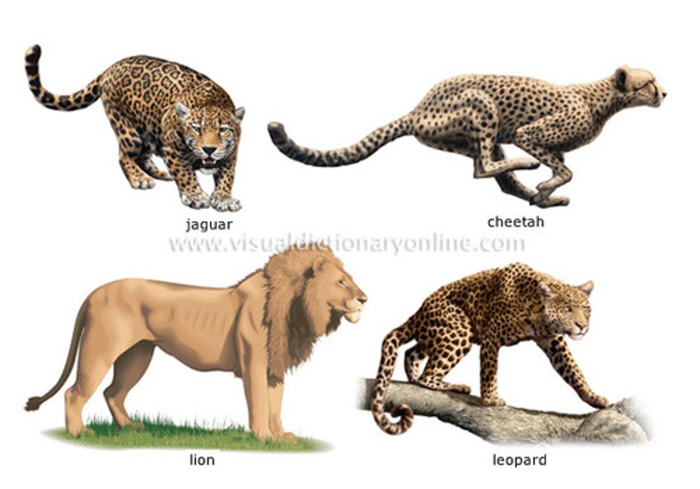 <p>A group of organisms that are closely related, who can mate to produce fertile offspring. All of the cats are feline, but each cat is a different species.</p>