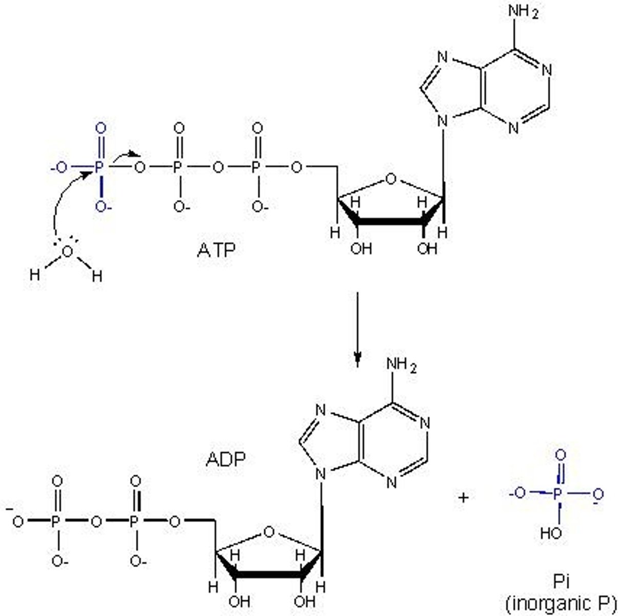 <p>Breakdown of ATP releasing energy.</p>