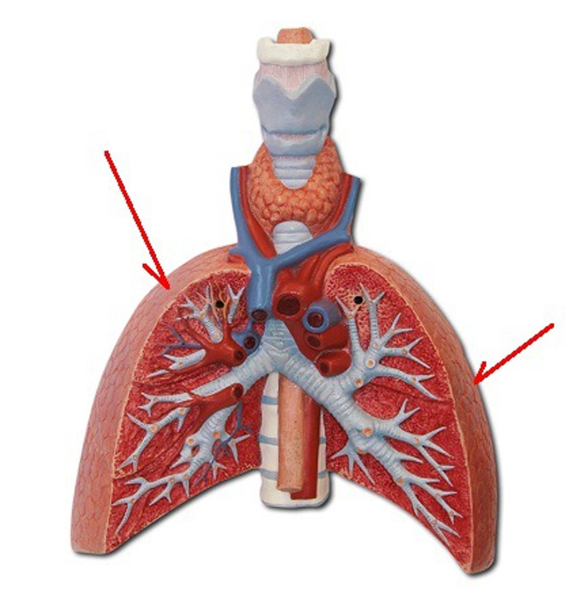 <p>Identify the structure, organ, or bone.</p>