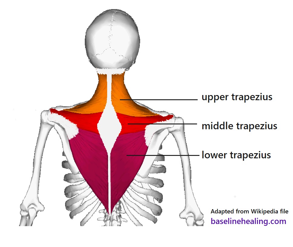<p>trapezius (SF) action/function</p>