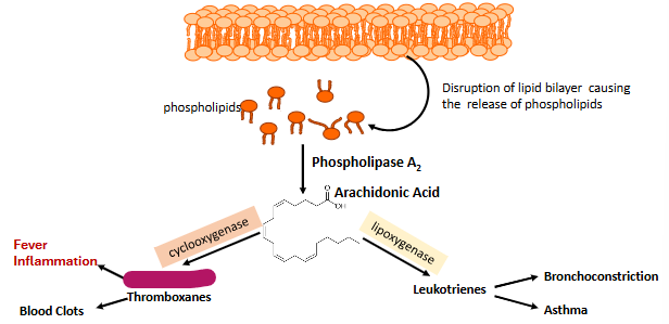 <p>Label this part of prostaglandin synthesis</p>