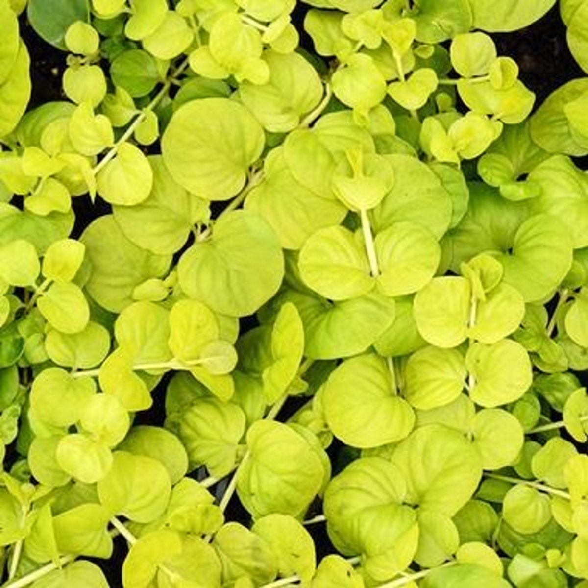 <p>groundcover</p><p>leaves: charteruse (idk how to spell that and nobody is allowed to comment on it); ovate</p>
