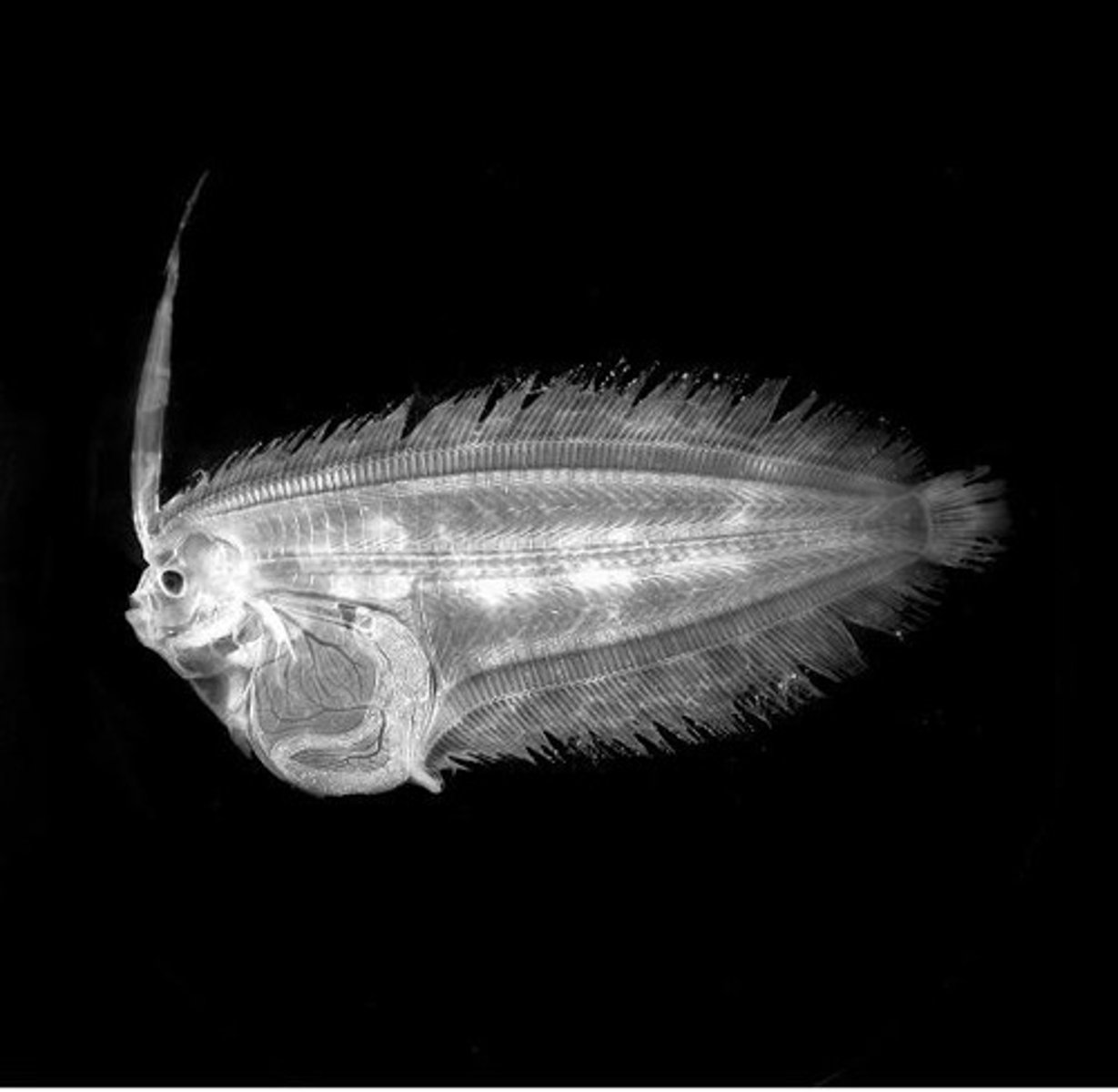 <p>It occurs during metamorphosis, where the eye migrates from one side of the body to the other.</p>