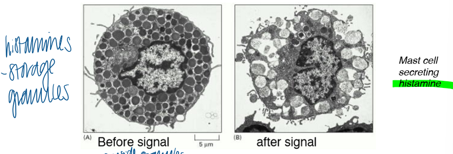 <p>the release of cargo from storage granules </p><ul><li><p>stores hormones, mucus, and neurotransmitters</p></li><li><p>sorting signal: proteins selectively aggregate with one another in TGN </p></li><li><p>unknown sorting machinery </p></li><li><p>exocytosis is triggered by a signal (usually chemical, like Ca2+) </p></li></ul><p></p>